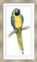 Teal Macaw II Fine Art Print