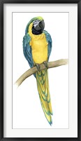 Teal Macaw II Framed Print