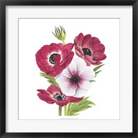 Anemone Blooms II Framed Print
