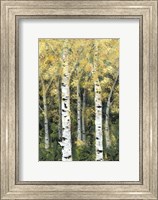 Birch Treeline II Fine Art Print