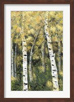 Birch Treeline III Fine Art Print