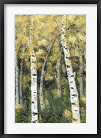 Birch Treeline III Fine Art Print
