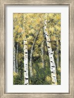 Birch Treeline III Fine Art Print