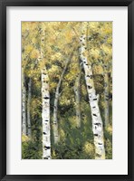 Birch Treeline III Framed Print