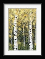 Birch Treeline I Framed Print