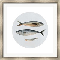 Three Fish I Fine Art Print