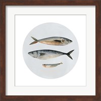 Three Fish I Fine Art Print