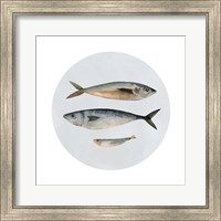 Three Fish I Fine Art Print