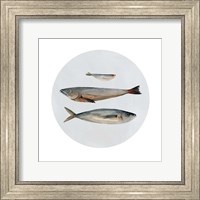Three Fish II Fine Art Print