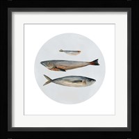 Three Fish II Fine Art Print