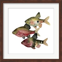 Rainbow Fish I Fine Art Print