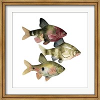 Rainbow Fish II Fine Art Print