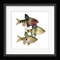Rainbow Fish II Framed Print