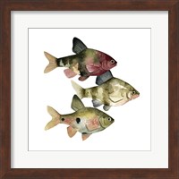 Rainbow Fish II Fine Art Print