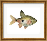 Rainbow Fish III Fine Art Print