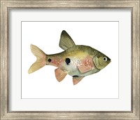 Rainbow Fish III Fine Art Print