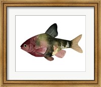Rainbow Fish IV Fine Art Print
