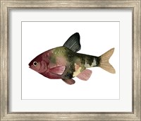 Rainbow Fish IV Fine Art Print