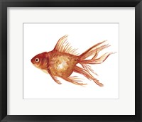 Ornamental Goldfish I Fine Art Print