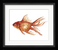 Ornamental Goldfish I Fine Art Print