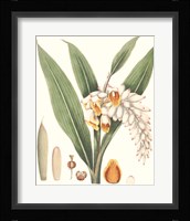 Soft Tropical I Fine Art Print