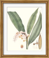 Soft Tropical II Fine Art Print