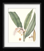 Soft Tropical II Fine Art Print
