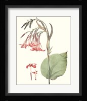 Soft Tropical III Framed Print