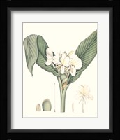 Soft Tropical V Framed Print