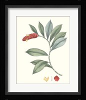 Soft Tropical VI Framed Print