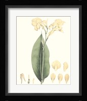 Soft Tropical VII Framed Print
