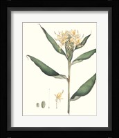 Soft Tropical VIII Framed Print