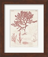 Antique Coral Seaweed II Fine Art Print