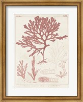 Antique Coral Seaweed II Fine Art Print