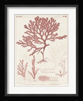 Antique Coral Seaweed II Fine Art Print