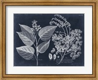 Foliage on Navy III Fine Art Print