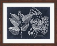 Foliage on Navy III Fine Art Print