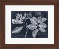 Foliage on Navy IV Fine Art Print