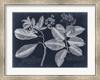 Foliage on Navy IV Fine Art Print