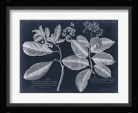 Foliage on Navy IV Fine Art Print