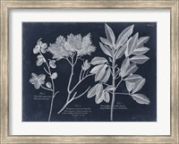 Foliage on Navy VI Fine Art Print