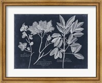 Foliage on Navy VI Fine Art Print