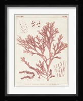 Antique Coral Seaweed I Fine Art Print