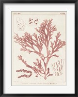 Antique Coral Seaweed I Fine Art Print