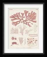 Antique Coral Seaweed III Fine Art Print