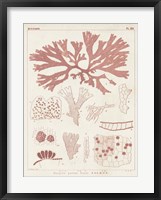 Antique Coral Seaweed III Fine Art Print