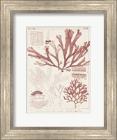 Antique Coral Seaweed IV Fine Art Print