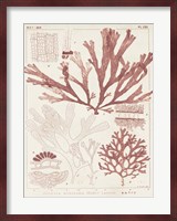 Antique Coral Seaweed IV Fine Art Print