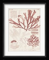 Antique Coral Seaweed IV Fine Art Print
