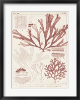 Antique Coral Seaweed IV Framed Print